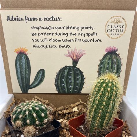 giving a cactus as a gift